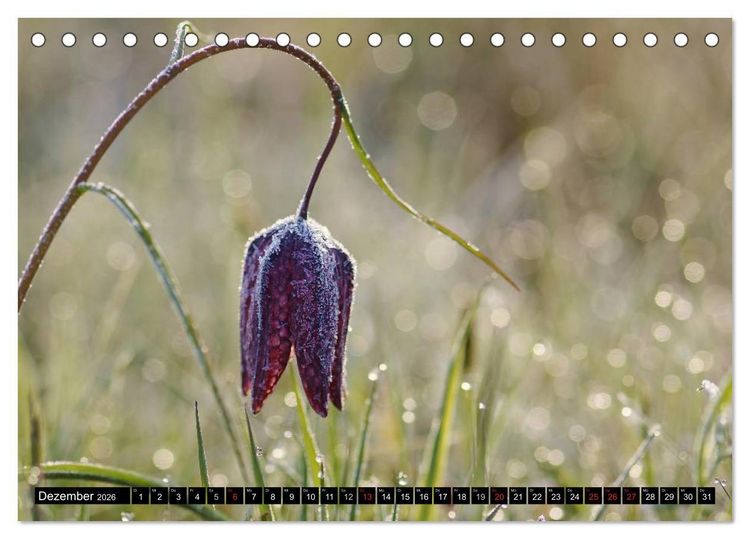 Produktbild: Die Schachbrettblume (Tischkalender 2026 DIN A5 quer), CALVENDO Monatskalender