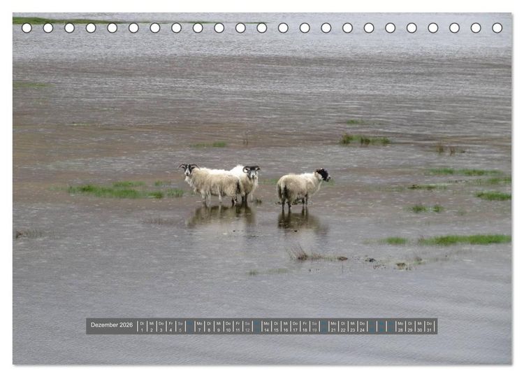 Produktbild: Schottlands Highland Schafe (Tischkalender 2026 DIN A5 quer), CALVENDO Monatskalender