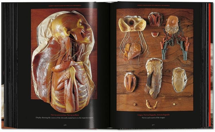 Produktbild: Anatomical Waxes. 45th Ed.