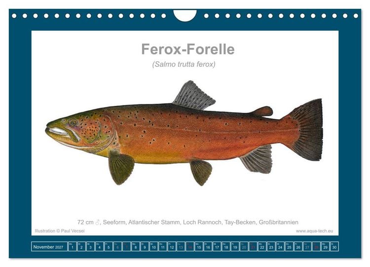 Produktbild: Fisch als Kunst 2027: Seeforellen (Wandkalender 2027 DIN A4 quer), CALVENDO Monatskalender