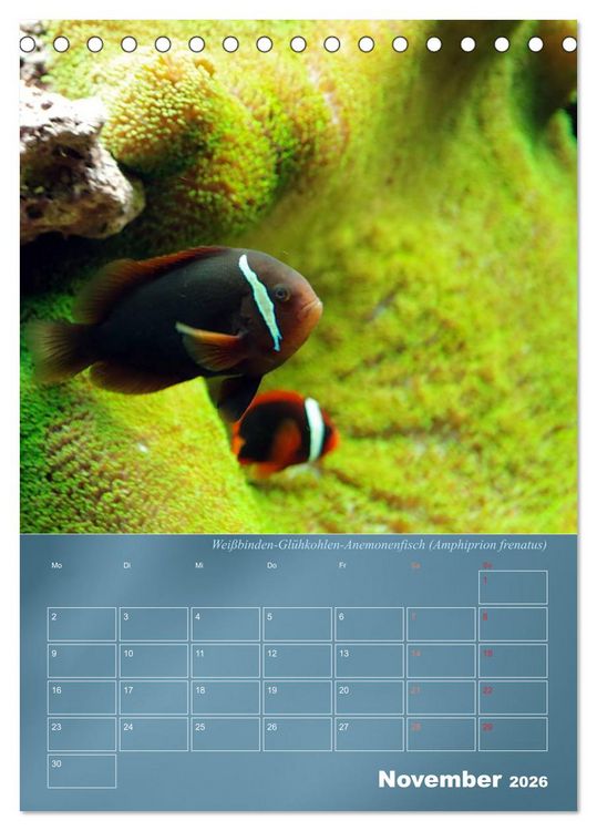 Produktbild: Bunte Riffbewohner - Fische, Anemonen und noch viel mehr (Tischkalender 2026 DIN A5 hoch), CALVENDO Monatskalender
