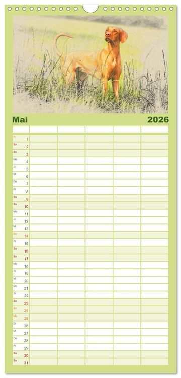 Produktbild: Familienplaner 2026 - Magyar Vizsla 2026 mit 5 Spalten (Wandkalender, 21 x 45 cm) CALVENDO