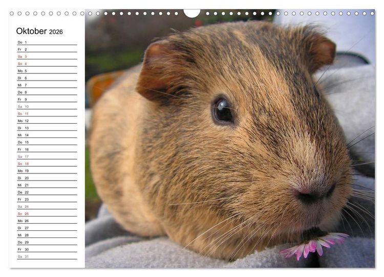 Produktbild: Meerschweinchen Niedliche Herzensbrecher (Wandkalender 2026 DIN A3 quer), CALVENDO Monatskalender