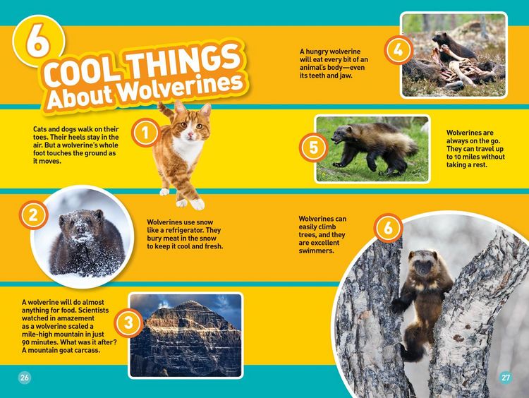 Produktbild: Wolverines (National Geographic Kids Readers, Level 3)