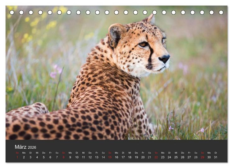 Produktbild: Geparden. Die eleganten Katzen. (Tischkalender 2026 DIN A5 quer), CALVENDO Monatskalender