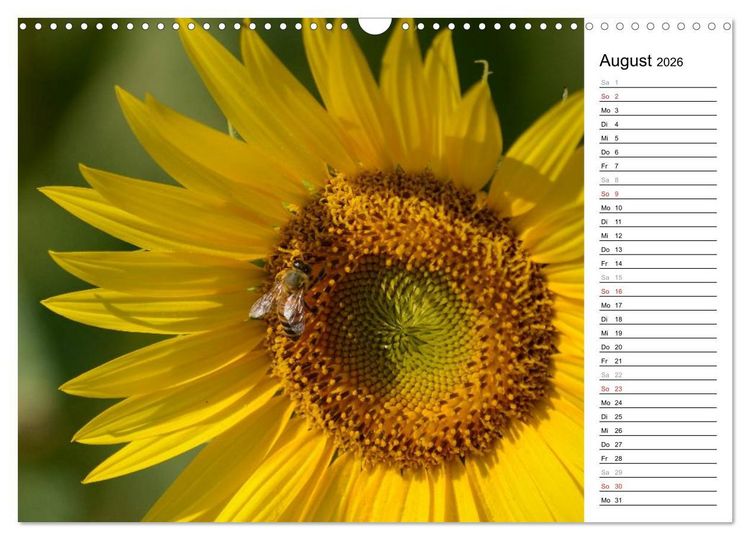 Produktbild: Ein Jahr lang Sonnenblumen (Wandkalender 2026 DIN A3 quer), CALVENDO Monatskalender