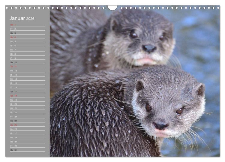 Produktbild: Otter. Frech, laut und clever (Wandkalender 2026 DIN A3 quer), CALVENDO Monatskalender