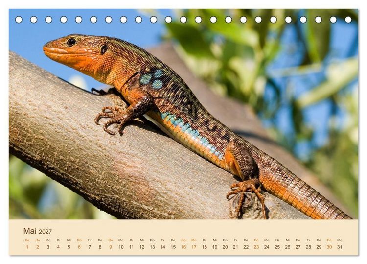 Produktbild: Eidechsen Europas (Tischkalender 2027 DIN A5 quer), CALVENDO Monatskalender