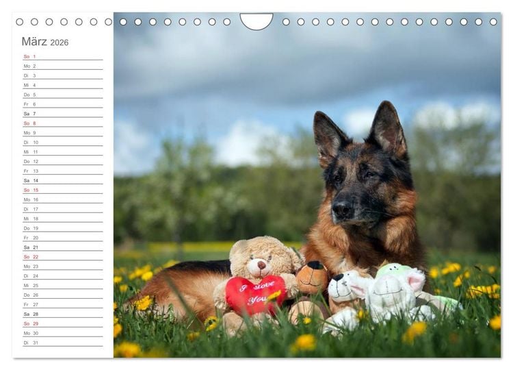 Produktbild: Deutsche Sch&auml;ferhunde Seelentr&ouml;ster (Wandkalender 2026 DIN A4 quer), CALVENDO Monatskalender