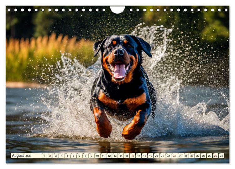 Produktbild: Rottweiler - die Besch&uuml;tzer (Wandkalender 2026 DIN A4 quer), CALVENDO Monatskalender