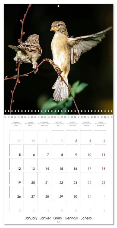 Produktbild: The Wild Sparrow Gang (Wall Calendar 2026 12 &times; 12 Inch) CALVENDO 12 Month Wall Calendar