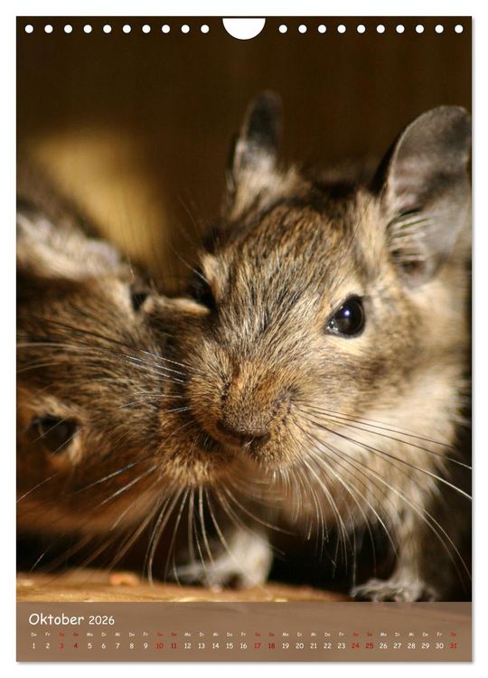 Produktbild: Degus - Winzlinge mit gro&szlig;em Herz (Wandkalender 2026 DIN A4 hoch), CALVENDO Monatskalender