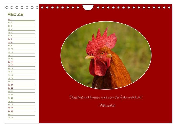 Produktbild: Freilaufende H&uuml;hner (Wandkalender 2026 DIN A4 quer), CALVENDO Monatskalender