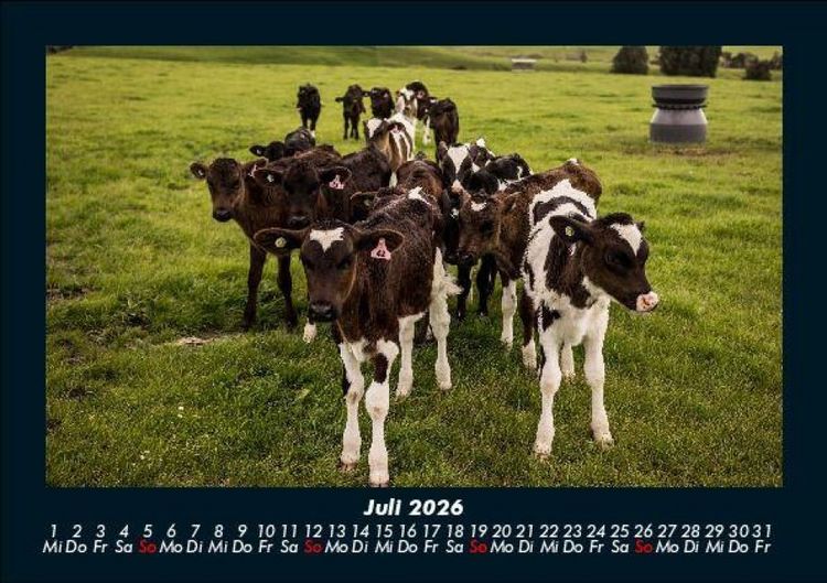Produktbild: Kuhkalender 2026 Fotokalender DIN A5
