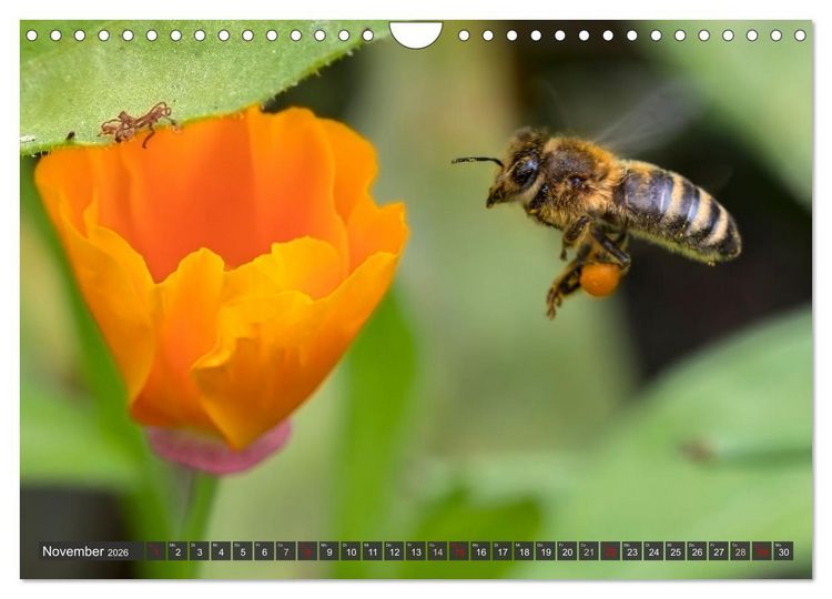 Produktbild: Sehe die Bienen (Wandkalender 2026 DIN A4 quer), CALVENDO Monatskalender