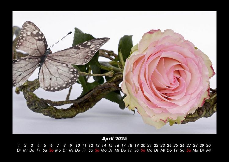 Produktbild: Strahlend sch&ouml;ne Rosen 2025 Fotokalender DIN A3