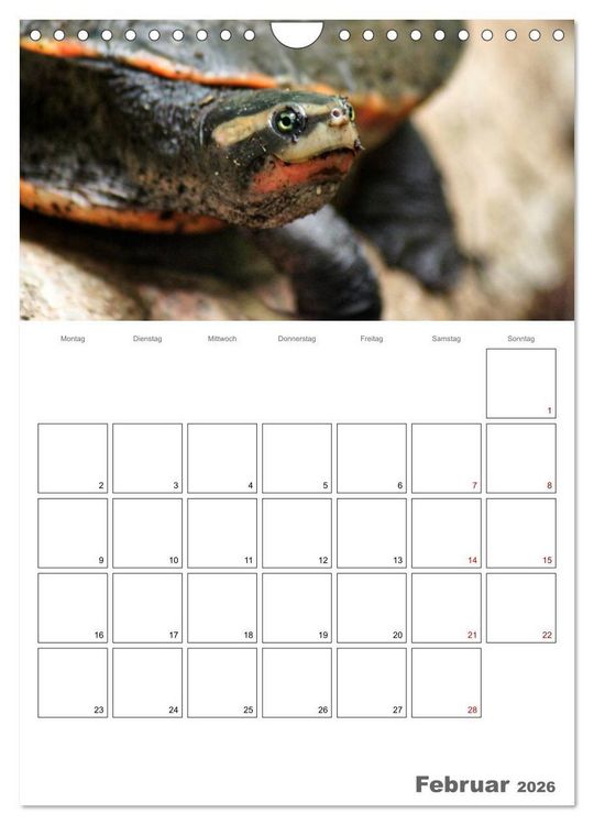 Produktbild: Langsame Schildkr&ouml;ten (Wandkalender 2026 DIN A4 hoch), CALVENDO Monatskalender