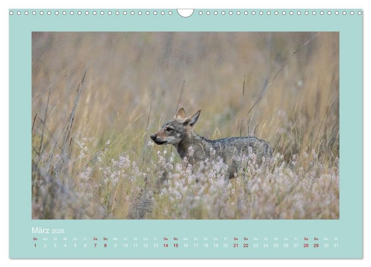 Produktbild: W&ouml;lfe, Impressionen aus der Lausitz (Wandkalender 2026 DIN A3 quer), CALVENDO Monatskalender