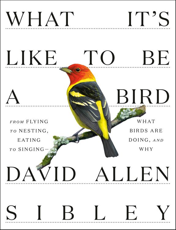 Produktbild: What It's Like to Be a Bird