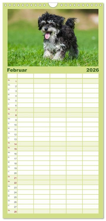Produktbild: Familienplaner 2026 - Kobolde auf 4 Pfoten - Bolonka Zwetna mit 5 Spalten (Wandkalender, 21 x 45 cm) CALVENDO