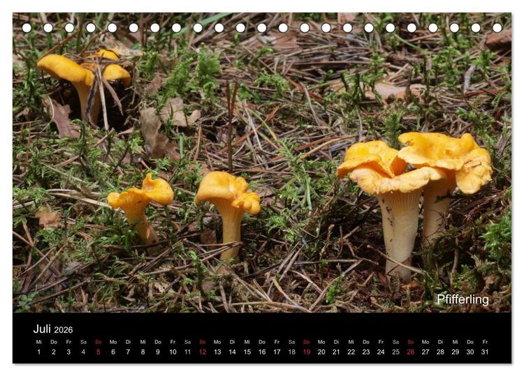 Produktbild: Pilzkalender (Tischkalender 2026 DIN A5 quer), CALVENDO Monatskalender
