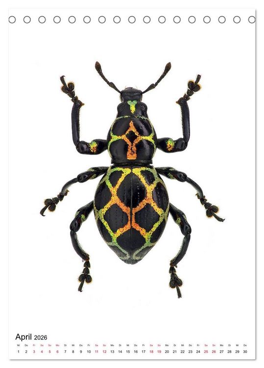 Produktbild: Die sch&ouml;nsten Insekten (Tischkalender 2026 DIN A5 hoch), CALVENDO Monatskalender