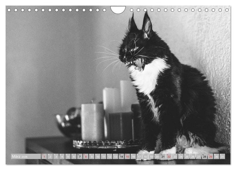 Produktbild: Katzen Pers&ouml;nlichkeiten 2026 (Wandkalender 2026 DIN A4 quer), CALVENDO Monatskalender