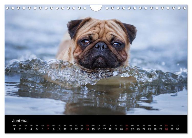 Produktbild: Vermopst durchs Jahr (Wandkalender 2026 DIN A4 quer), CALVENDO Monatskalender