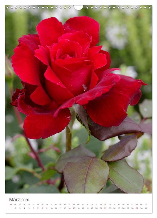 Produktbild: Gl&uuml;cklich mit Rosen (Wandkalender 2026 DIN A3 hoch), CALVENDO Monatskalender