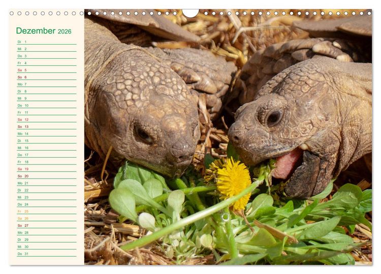 Produktbild: Meine Schildkr&ouml;ten - Geburtstagskalender (Wandkalender 2026 DIN A3 quer), CALVENDO Monatskalender