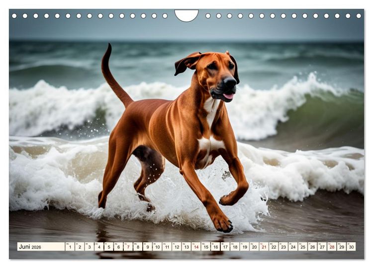 Produktbild: Rhodesian Ridgeback - Athlet mit R&uuml;ckenkamm (Wandkalender 2026 DIN A4 quer), CALVENDO Monatskalender