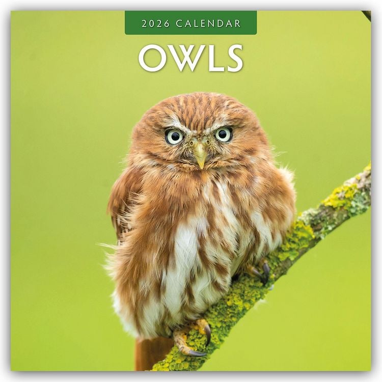 Produktbild: Owls – Eulen 2026 – 16-Monatskalender