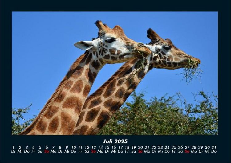 Produktbild: Giraffen 2025 Fotokalender DIN A4