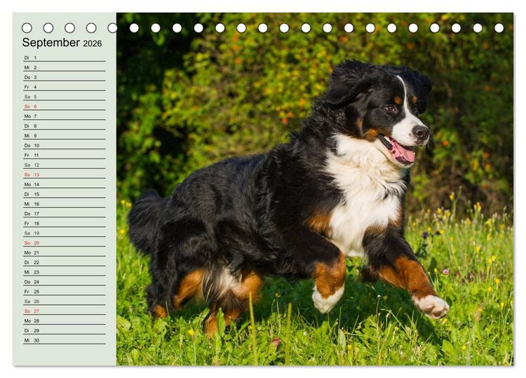 Produktbild: Berner Sennenhunde in Action (Tischkalender 2026 DIN A5 quer), CALVENDO Monatskalender