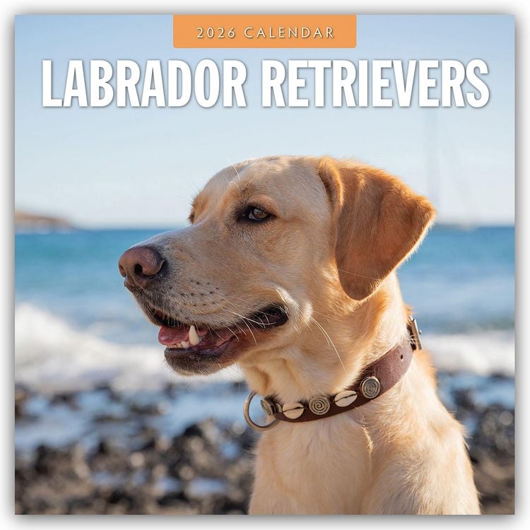 Produktbild: Labrador Retrievers – Labrador Retriever 2026 – 16-Monatskalender