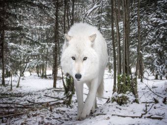 Produktbild: CALVENDO Puzzle John der wei&szlig;er Wolf | 1000 Teile Lege-Gr&ouml;&szlig;e 64x48cm Foto-Puzzle f&uuml;r gl&uuml;ckliche Stunden