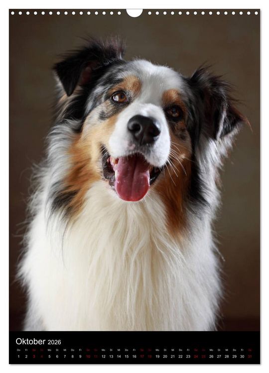 Produktbild: Geliebte Aussies - Australian Shepherds im Portrait (Wandkalender 2026 DIN A3 hoch), CALVENDO Monatskalender