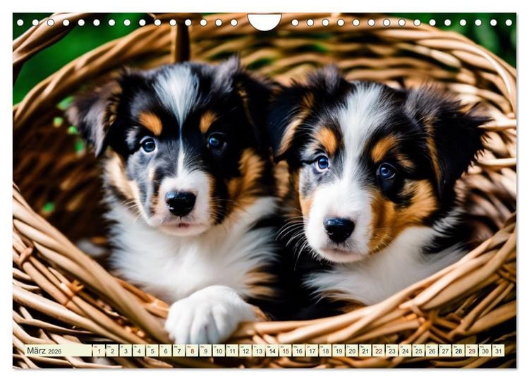 Produktbild: Traumhund Collie (Wandkalender 2026 DIN A4 quer), CALVENDO Monatskalender