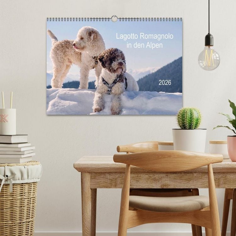 Produktbild: Lagotto Romagnolo in den Alpen 2026 (Wandkalender 2026 DIN A3 quer), CALVENDO Monatskalender