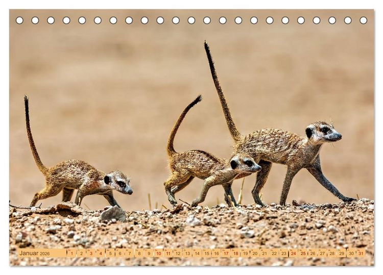 Produktbild: Afrikas Tierwelt - Erdm&auml;nnchen (Tischkalender 2026 DIN A5 quer), CALVENDO Monatskalender