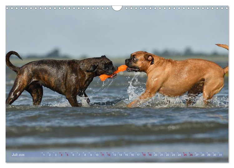 Produktbild: Gut - besser - Boxer (Wandkalender 2026 DIN A3 quer), CALVENDO Monatskalender
