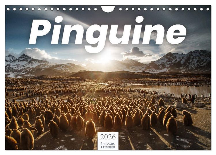 Produktbild: Pinguine - Die sympathischen Frack-Tr&auml;ger (Wandkalender 2026 DIN A4 quer), CALVENDO Monatskalender