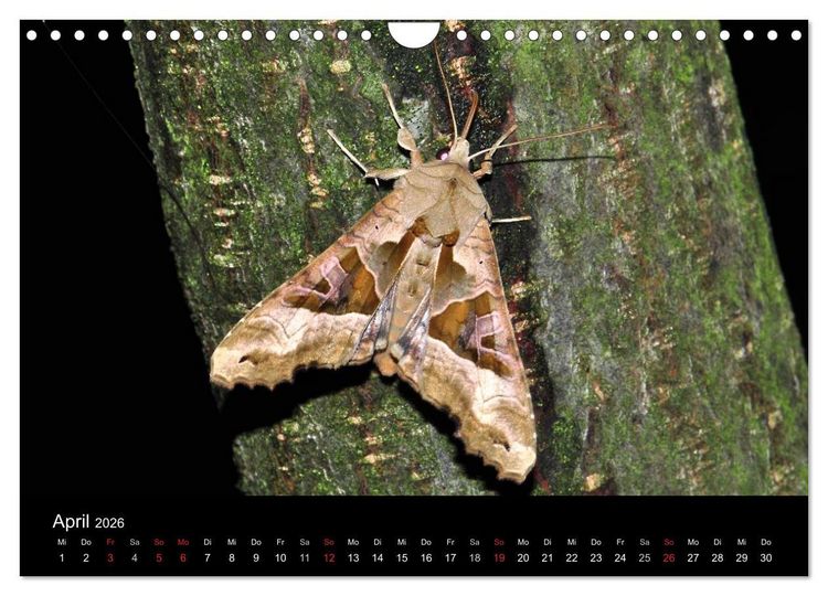 Produktbild: Nachtfalter - Unbekannte Sch&ouml;nheiten (Wandkalender 2026 DIN A4 quer), CALVENDO Monatskalender