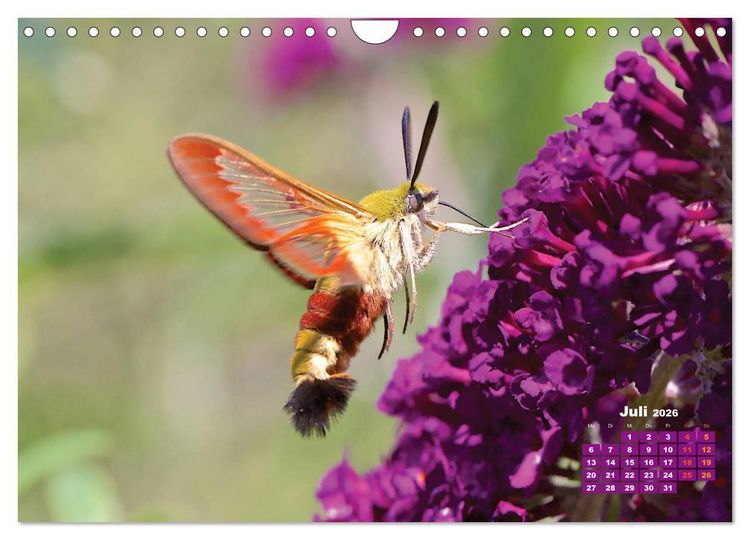 Produktbild: GEOclick Lernkalender: Portr&auml;ts einheimischer Schmetterlinge (Wandkalender 2026 DIN A4 quer), CALVENDO Monatskalender