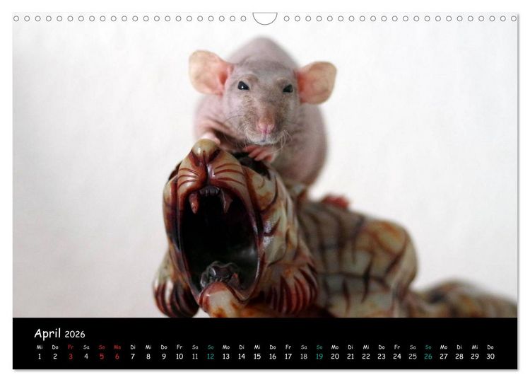Produktbild: Fellnasen. Die bunte Welt der Farbratten. (Wandkalender 2026 DIN A3 quer), CALVENDO Monatskalender