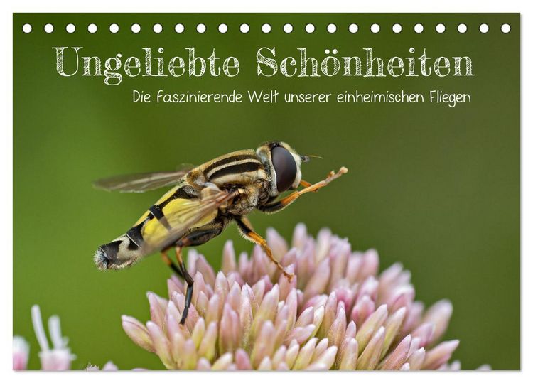 Produktbild: Ungeliebte Sch&ouml;nheiten - die faszinierende Welt unserer heimischen Fliegen (Tischkalender 2026 DIN A5 quer), CALVENDO Monatskalender