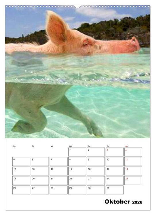 Produktbild: Schweine auf den Bahamas! (Wandkalender 2026 DIN A2 hoch), CALVENDO Monatskalender