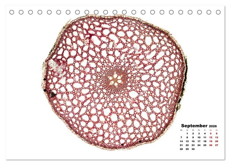 Produktbild: Pflanzen unter dem Mikroskop (Tischkalender 2026 DIN A5 quer), CALVENDO Monatskalender
