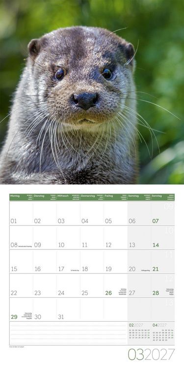 Produktbild: Otter Kalender 2027 - 30x30 - Art12