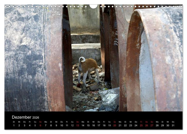 Produktbild: Stra&szlig;enhunde (Wandkalender 2026 DIN A3 quer), CALVENDO Monatskalender